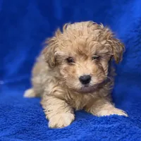 Lucas, a male Poodle - Toy  for sale in Buffalo, MO – Photo 9 of 9