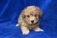 Lucas, a male Poodle - Toy  for sale in Buffalo, MO – Photo 9 of 9