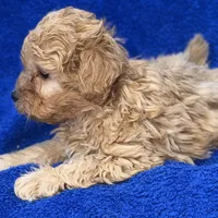 Lucas, a male Poodle - Toy  for sale in Buffalo, MO – Photo 8 of 9