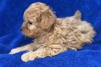 Lucas, a male Poodle - Toy  for sale in Buffalo, MO – Photo 8 of 9