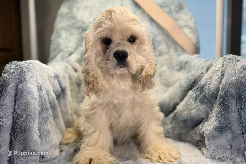 Caden – Cocker Spaniel puppy for sale in Buffalo, MO