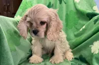 Caden, a male Cocker Spaniel for sale in Buffalo, MO – Photo 7 of 10