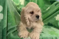 Caden, a male Cocker Spaniel for sale in Buffalo, MO – Photo 5 of 10