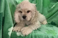 Caden, a male Cocker Spaniel for sale in Buffalo, MO – Photo 6 of 10