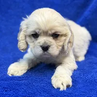 Caden, a male Cocker Spaniel for sale in Buffalo, MO – Photo 3 of 6