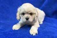 processed/0b0910b8-35b4-49c7-979a-420dd59cbc3e/listing/698bbeb7-c222-4a0e-a8a9-5a7e4eeb008b/459f2973-8cd4-4a65-97f0-a589e78daee7