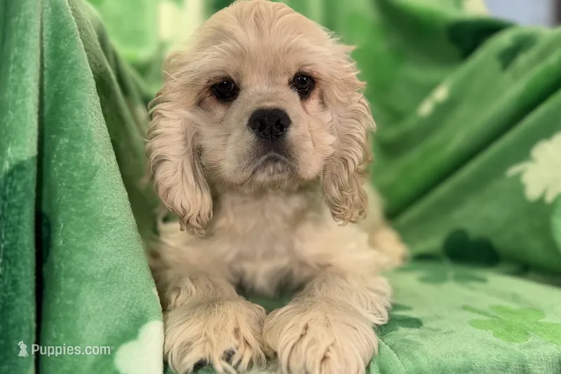 Caden – Cocker Spaniel puppy for sale in Buffalo, MO