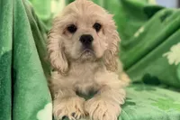 Caden, a male Cocker Spaniel for sale in Buffalo, MO – Photo 1 of 10