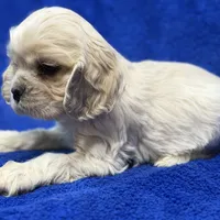 Caden, a male Cocker Spaniel for sale in Buffalo, MO – Photo 5 of 6