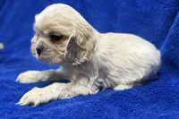 processed/0b0910b8-35b4-49c7-979a-420dd59cbc3e/listing/698bbeb7-c222-4a0e-a8a9-5a7e4eeb008b/58523ee1-5123-47ae-85bb-f7921a934a15