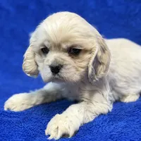 Caden, a male Cocker Spaniel for sale in Buffalo, MO – Photo 4 of 6