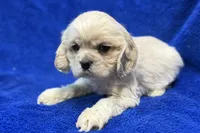 processed/0b0910b8-35b4-49c7-979a-420dd59cbc3e/listing/698bbeb7-c222-4a0e-a8a9-5a7e4eeb008b/61219dc0-6d2b-49de-9065-f2b632f7f186