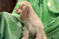 Caden, a male Cocker Spaniel for sale in Buffalo, MO – Photo 3 of 10