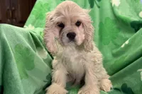 Caden, a male Cocker Spaniel for sale in Buffalo, MO – Photo 9 of 10