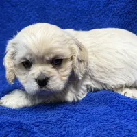 Caden, a male Cocker Spaniel for sale in Buffalo, MO – Photo 2 of 6