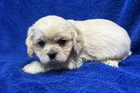 processed/0b0910b8-35b4-49c7-979a-420dd59cbc3e/listing/698bbeb7-c222-4a0e-a8a9-5a7e4eeb008b/9b26a591-fda8-4ff1-a6b6-19cd7a0d46cb