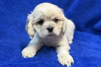 processed/0b0910b8-35b4-49c7-979a-420dd59cbc3e/listing/698bbeb7-c222-4a0e-a8a9-5a7e4eeb008b/a698c9ae-d9ab-4c36-ae29-03b6fbe333f2