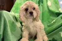 Caden, a male Cocker Spaniel for sale in Buffalo, MO – Photo 8 of 10