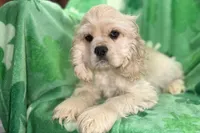 Caden, a male Cocker Spaniel for sale in Buffalo, MO – Photo 2 of 10