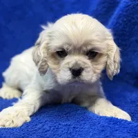 Caden, a male Cocker Spaniel for sale in Buffalo, MO – Photo 6 of 6