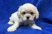 processed/0b0910b8-35b4-49c7-979a-420dd59cbc3e/listing/698bbeb7-c222-4a0e-a8a9-5a7e4eeb008b/e5f6724e-df54-4763-88d8-864cd6041895