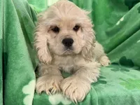 Caden, a male Cocker Spaniel for sale in Buffalo, MO – Photo 4 of 10