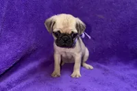 Juniper, a female Pug for sale in Buffalo, MO – 3 of 6