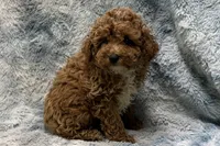 Lee, a male Poodle - Toy  for sale in Buffalo, MO – 5 of 5