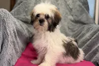 Lolly, a female Lhasa Apso for sale in Buffalo, MO – 2 of 8