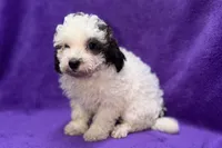 Lil Dixie, a female Poodle - Toy  for sale in Buffalo, MO – 7 of 9