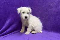 Peaches, a female West Highland White Terrier for sale in Buffalo, MO – 3 of 7