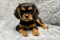 Scout, a male Cavalier King Charles Spaniel for sale in Buffalo, MO – 2 of 9