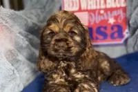 Mia, a female Cocker Spaniel for sale in Buffalo, MO – 7 of 7