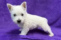 Laney, a female West Highland White Terrier for sale in Buffalo, MO – 3 of 6