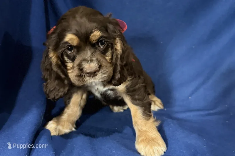 Hattie – Cocker Spaniel puppy for sale in Buffalo, MO