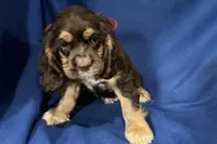 Hattie, a female Cocker Spaniel for sale in Buffalo, MO – 1 of 7
