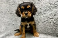 Scout, a male Cavalier King Charles Spaniel for sale in Buffalo, MO – 8 of 9