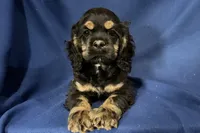 Hugo, a male Cocker Spaniel for sale in Buffalo, MO – 7 of 7