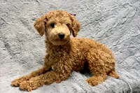 Maggie, a female Poodle - Toy  for sale in Buffalo, MO – 3 of 8
