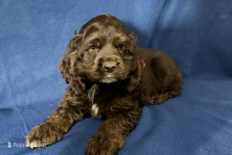 Hazel – Cocker Spaniel puppy for sale in Buffalo, MO