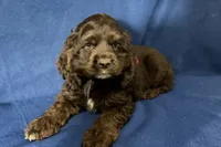 Hazel, a female Cocker Spaniel for sale in Buffalo, MO – 1 of 8