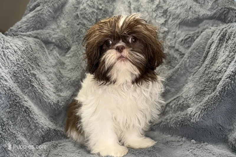 Duce – Shih Tzu puppy for sale in Buffalo, MO