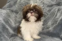 Duce, a male Shih Tzu for sale in Buffalo, MO – 1 of 8