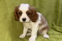 Landon, a male Cavalier King Charles Spaniel for sale in Buffalo, MO – 5 of 7