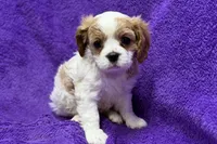 Rachel, a female Cavalier King Charles Spaniel for sale in Buffalo, MO – 6 of 6