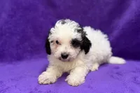 Lil Dixie, a female Poodle - Toy  for sale in Buffalo, MO – 3 of 9