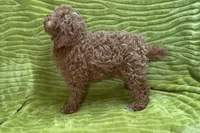 Lee, a male Poodle - Toy  for sale in Buffalo, MO – 9 of 9