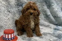Lee, a male Poodle - Toy  for sale in Buffalo, MO – 2 of 5
