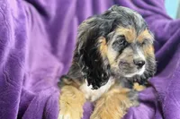 Heidi, a female Cocker Spaniel for sale in Buffalo, MO – 6 of 9