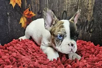 Venus, a male French Bulldog for sale in Buffalo, MO – Photo 4 of 9